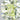 1.02 Carat RADIANT FANCY LIGHT GREEN-YELLOW  Diamond